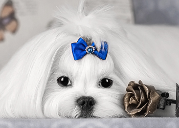 Заводчик Мальтипу Питомник Мальтипу Мишани Стар