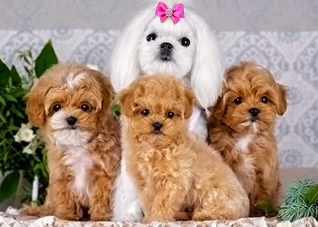 щенки мальтипу